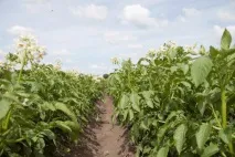 Період вегетації садових культур культур