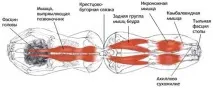 ПАЩИМОТТАНАСАНА (також називається Уграсана та Брахмачаріасана) пащимоттанасана