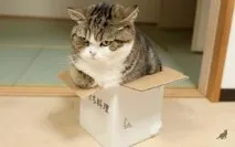 Чому коти люблять сидіти в коробках Основні причини люблять