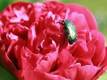 Півонії фото хвороб та шкідників, боротьба з ними - Енциклопедія квітів хвороб