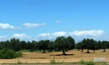 ТОП 14 порад для туристів, які вирушають до Тунісу - туристичний блог про відпочинок у Білорусі порад