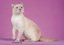 тонкінська