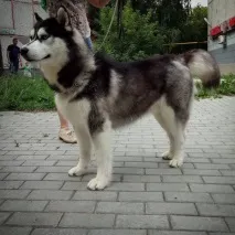 відгуки