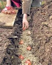 Тюльпани пересадка та підготовка до наступного сезону сезону