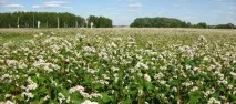 Технологія вирощування гречки - АграрНік аграрнік