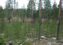 Практики ведення лісового господарства у Фінляндії - ForestRU - Все про українські ліси практики