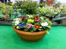 Практичні нюанси вирощування примул примул