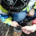 комах