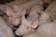 Застосування підкислювачів у свинарстві та птахівництві застосування