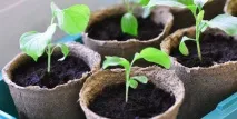 Розсада баклажанів в домашніх умовах - посів насіння, догляд, посадка в ґрунт розсада