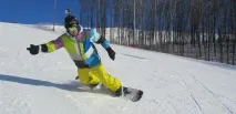 ролики