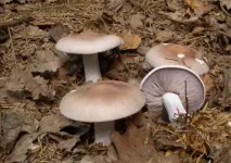 неїстівні