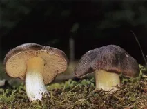 їстівні