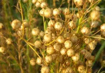 Насіння льону користь та шкода, використання в медицині насіння