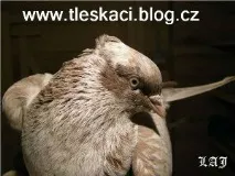 сайт