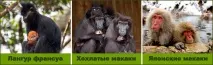 макаки