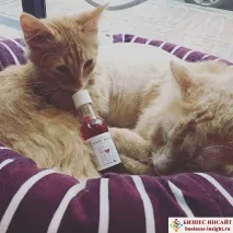Спеціальне вино для котів та котів - БІЗНЕС ІНСАЙТ інсайт