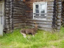 Стовпи вивітрювання, Республіка Комі комі