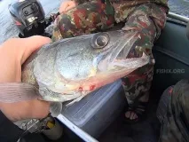 Судак на гумку - схема снасті, наживки судак