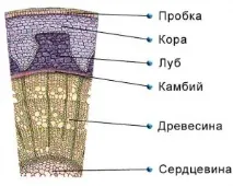 Будова деревини сосни будова