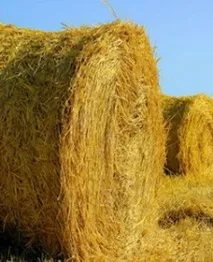Технологія заготівлі сіна технологія