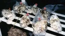 Вчені розробили технологію вирощування грибівна використаних одноразових підгузках вирощування