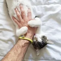 кішки