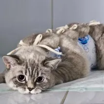 молочної