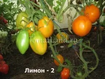 Томат Лимон-2 опис сорту, відгуки, фото, врожайність лимон-2
