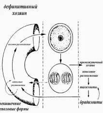 ооцисти