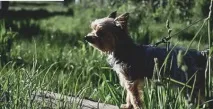 Як підготуватися йоркширський тер’єр в Білорусі йорку