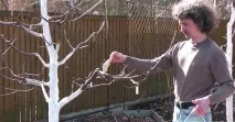 Догляд за вишньої осені коли і як пересаджувати, як позбутися порослі коли