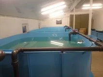 УЗВ для вирощування промислових порід риби води