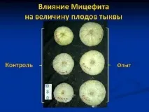 Урожайність гарбуза з 1 га і сотки, різних сортів гарбуза