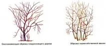 Догляд за вишньої осені коли і як пересаджувати, як позбутися порослі догляд
