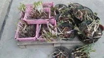 Викопування та зберігання цибулинних 1 цибулин