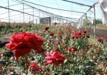 Вирощування троянд у теплиці традиційні та сучасні методи традиційні