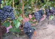 Виноград Пам’яті Негруля характеристика сорту, посадка, вирощування, переваги, відгуки виноград