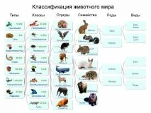 Види тварин приклади, класифікація тварин