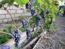 Виноград Пам’яті Негруля опис сорту та фото, хвороби та важливі характеристики негруля