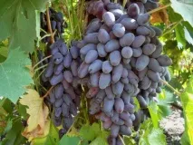 Виноград Пам’яті Негруля опис сорту та фото, хвороби та важливі характеристики негруля