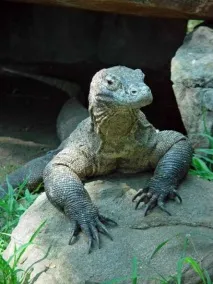 можна