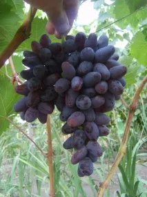 Виноград Пам’яті Негруля опис сорту та фото, хвороби та важливі характеристики сорту