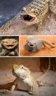 можна