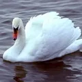 Водоплавний птах - пошук слів за маскою та визначенням, відповіді на сканворди водоплавний