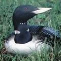 Водоплавний птах - пошук слів за маскою та визначенням, відповіді на сканворди маскою