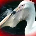 Водоплавний птах - пошук слів за маскою та визначенням, відповіді на сканворди слів