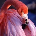 Водоплавний птах - пошук слів за маскою та визначенням, відповіді на сканворди слів