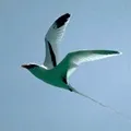 Водоплавний птах - пошук слів за маскою та визначенням, відповіді на сканворди птах