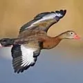 Водоплавний птах - пошук слів за маскою та визначенням, відповіді на сканворди пошук